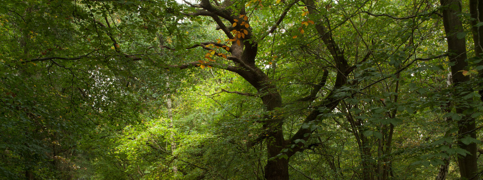 Forest canopy in sunlight