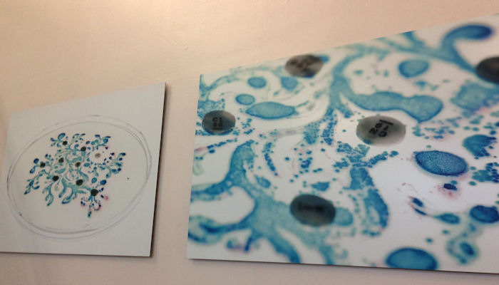 Wall-mounted photographs of coloured bacteria in petri dishes