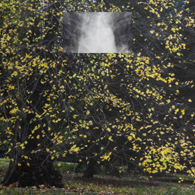 Photograph of English garden with small rectangular lung X-Ray image superimposed in the middle of the top half.
