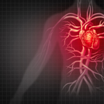 graphic illustrating the heart and cardiovascular system