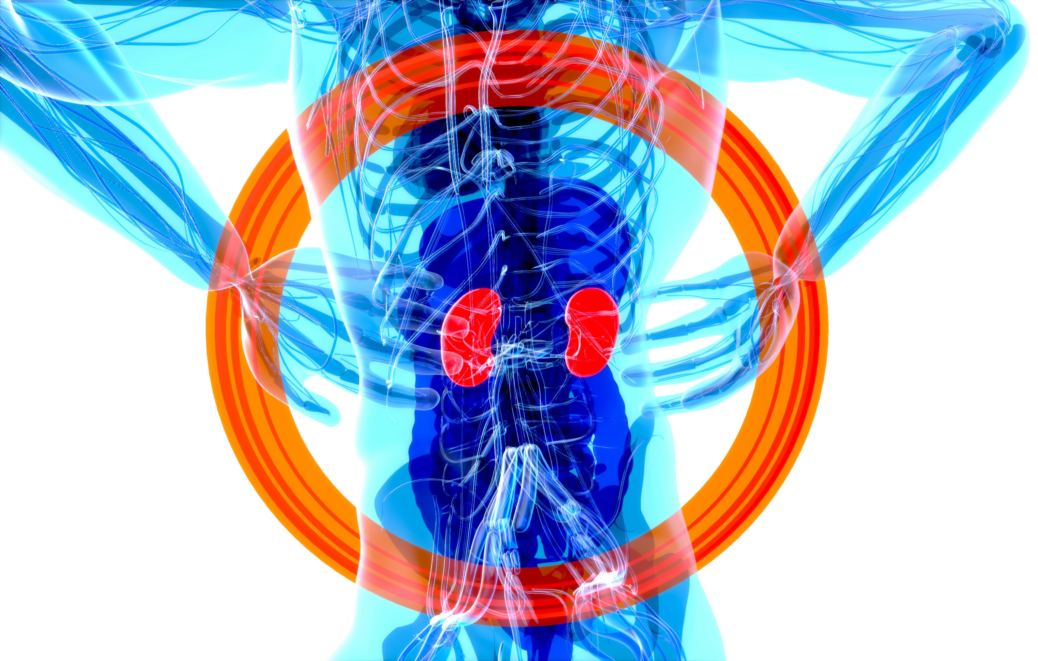 graphic highlighting the kidneys